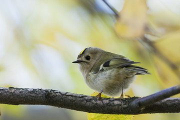 Goldcrest hiding from wind on tree. Cute little songbird with yellow stripe on head. Bird in wildlife.