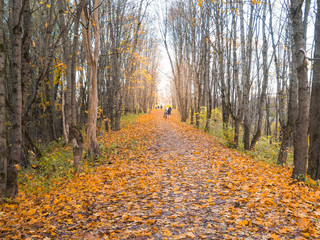 Obraz premium Autumn alley with people in the background