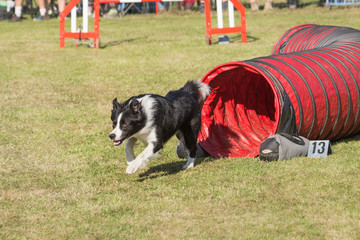 Border collie en agility - Belgium