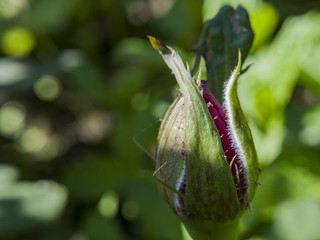 Close up shot of a mini rose bud