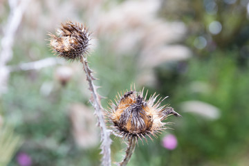 Withered thisle fall flower with prickles, selective focus photograph