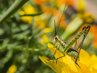 Beautiful close up shot of a grasshopper sit on a wild flower