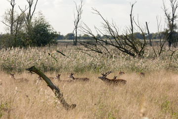 Dutch national park Oostvaardersplassen with deer in mating season