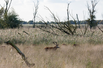 Dutch national park Oostvaardersplassen with deer in mating season