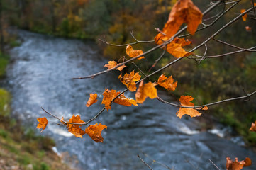 Maple leaves in the front of the river background.