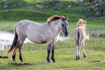Fototapeta na wymiar Dutch National Park Oostvaardersplassen with konik horse and foal near a pool of water
