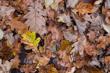 fallen fall leaves in forest