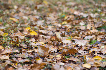 fallen fall leaves in forest