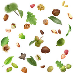 Seamless pattern of summer nut plants leaves and nuts / There are leaves from nut plants and nuts
