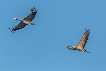 kranichduo