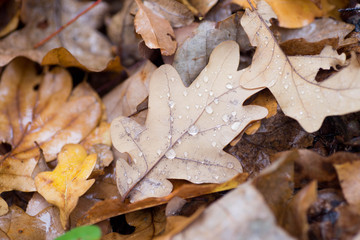 fallen fall leaves in forest