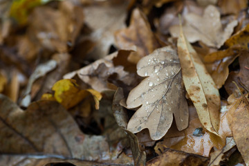 fallen fall leaves in forest