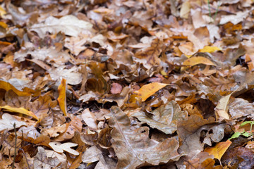 fallen fall leaves in forest