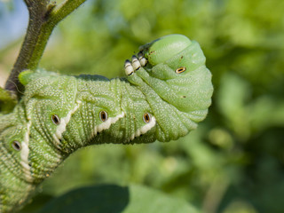 Pest on the Tomato - tomato hornworm