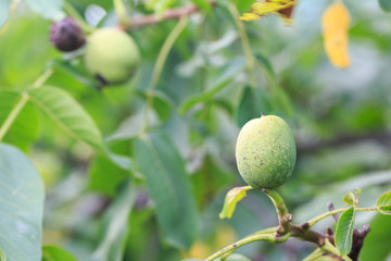 Green unripe walnut hanging on the walnut tree branch