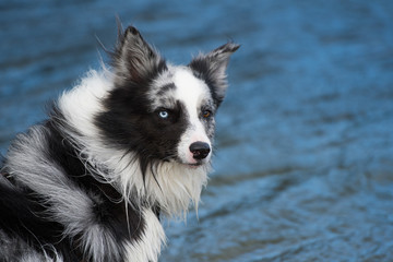 Border Collie am Wasser