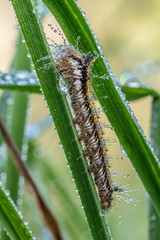 raupe im regen