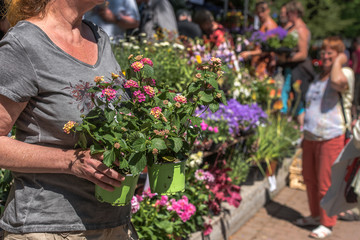 Variety of plants and flowers at flower market, selective focus on flowers