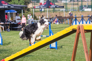 Border collie agility