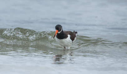 Austernfischer am meer