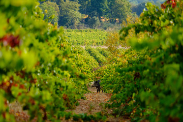 Fototapeta na wymiar Les vignobles en automne. Le sanglier entre les vignes.