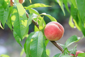 Peach on the branch of the peach tree