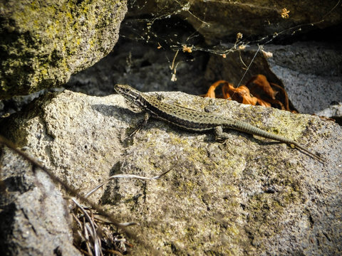 An ordinary lizard on a stone.