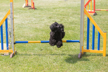 agility
