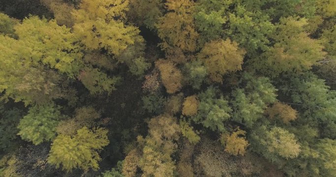 Aerial backward and tilt flight over autumn trees in forest in october