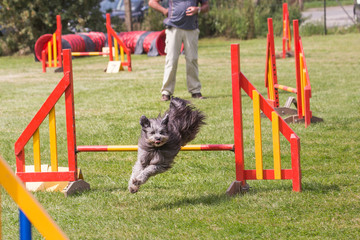 Berger des Pyrénées en agility