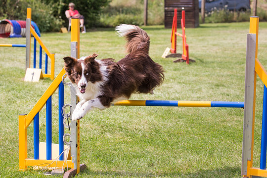 Border collie agility