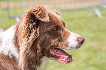 Obraz premium Border collie