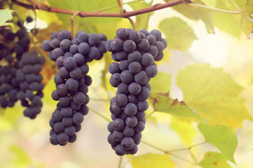 time for harvest/ Ripe bunches of dark grapes hanging on a vine in autumn