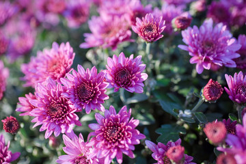 Colorful chrysanthemum close-up. Background of flowers