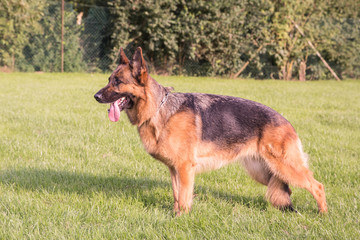 Berger allemand