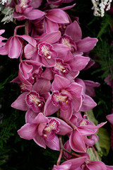 beautiful pink striped orchid flowers on a branch