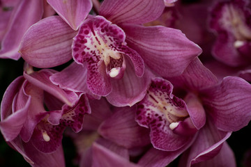 Fototapeta na wymiar beautiful pink striped orchid flowers on a branch