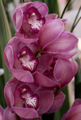 beautiful pink striped orchid flowers on a branch