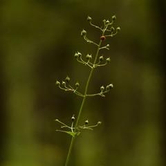 an unusual wild plant with round seeds in an autumn forest on a green background