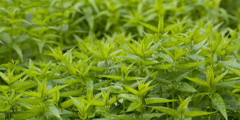 thicket of beautiful green nettle in the forest