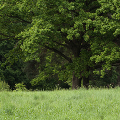 green summer forest with oak on the edge