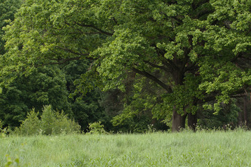 green summer forest with oak on the edge