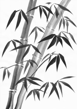 Bamboo foliage with two stalks watercolor painting study. Black gouache on white paper.