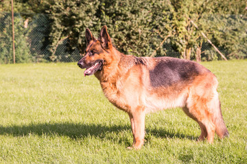 Berger allemand