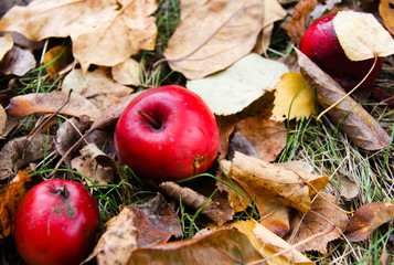 Autumn leaves and apples closeup