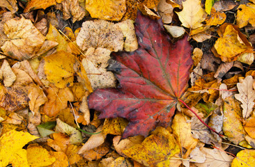 Autumn leaves closeup