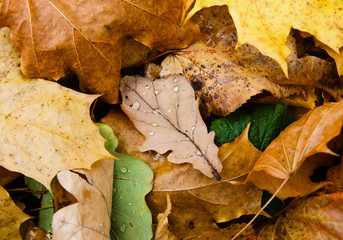 Autumn leaves closeup