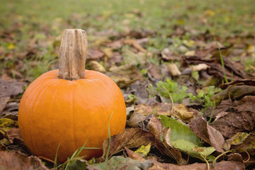 Single Small Pie Pumpkin in a Bed of Fall Leaves