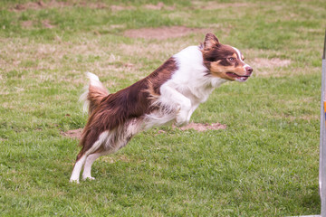 Border collie