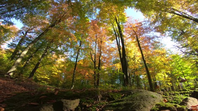 Laubwald im Herbst, Herbstfärbung, Buchenwald, Buchen, Fagus, Herbstblätter, Spessart, 4K